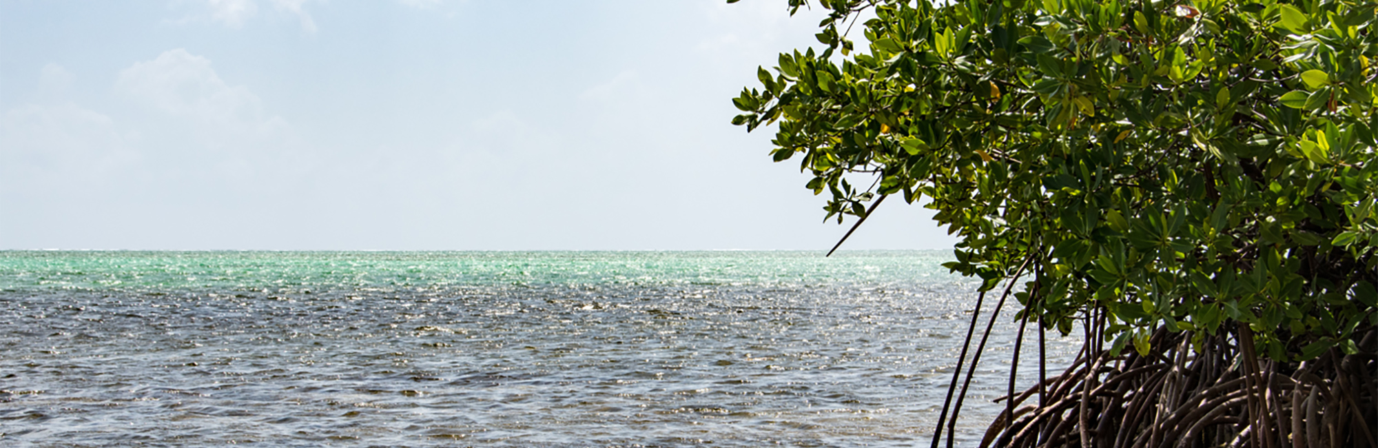 Thriving Together: Cayman Islands  Overseas Territories Biodiversity Strategy Consultation Workshop