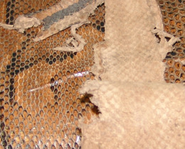 JNCC experts recognised for protecting endangered species