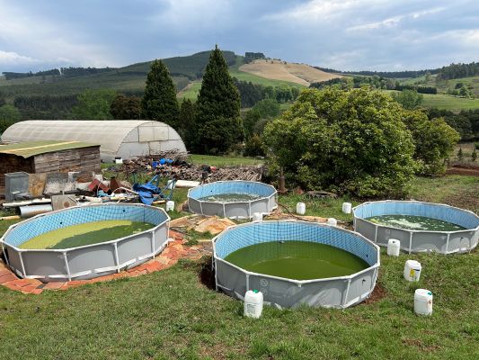 Four large circular ponds containing a green liquid. Ponds are located in a rural setting with farm buildings in the background