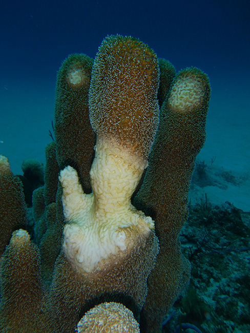Pillar coral showing signs of SCTLD damage in the Turks and Caicos Islands ©az-tcrf