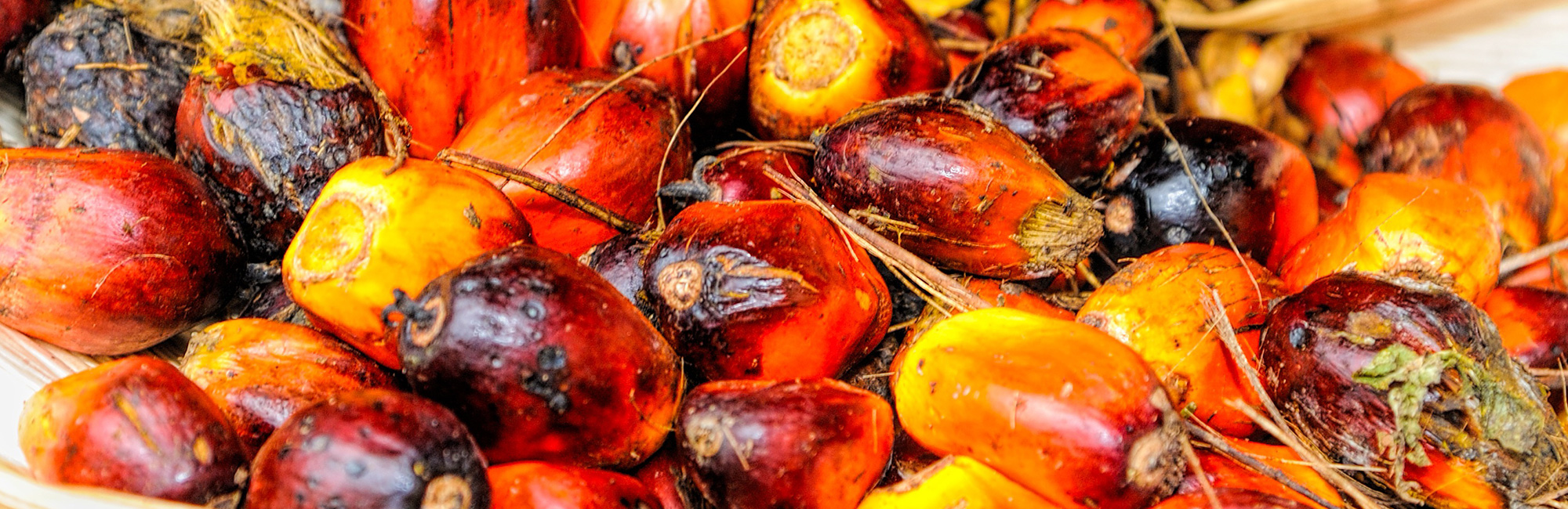 Measuring consumption’s impact on global biodiversity