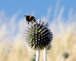 Clean Air Day 2026: understanding air pollution and its impact on nature