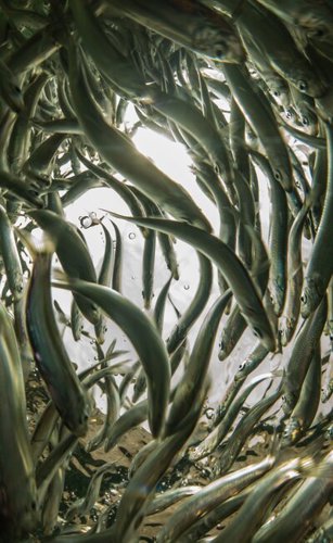 A School of Fish ©Sam Matthews