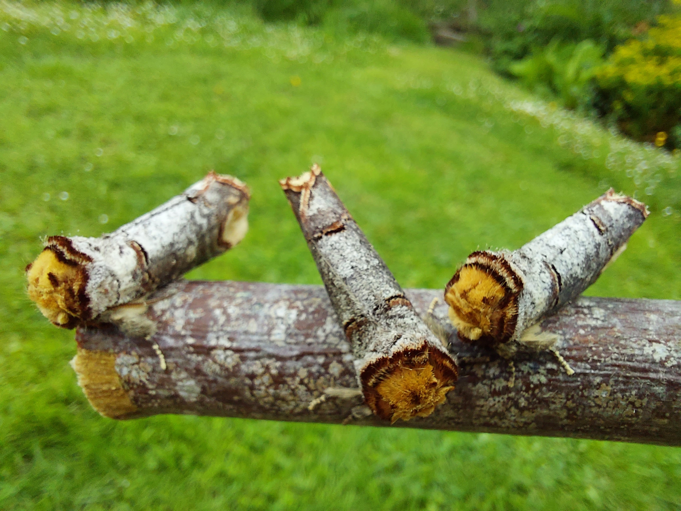 Three buff tip moths on a branch