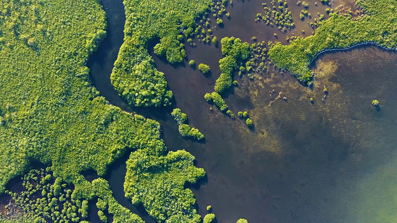 Central Mangrove Wetland Cayman Credit Doe