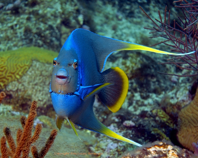 A vibrant blue and yellow fish stares at the camera. In the background, brightly coloured coral in yellow, red and orange can be seen