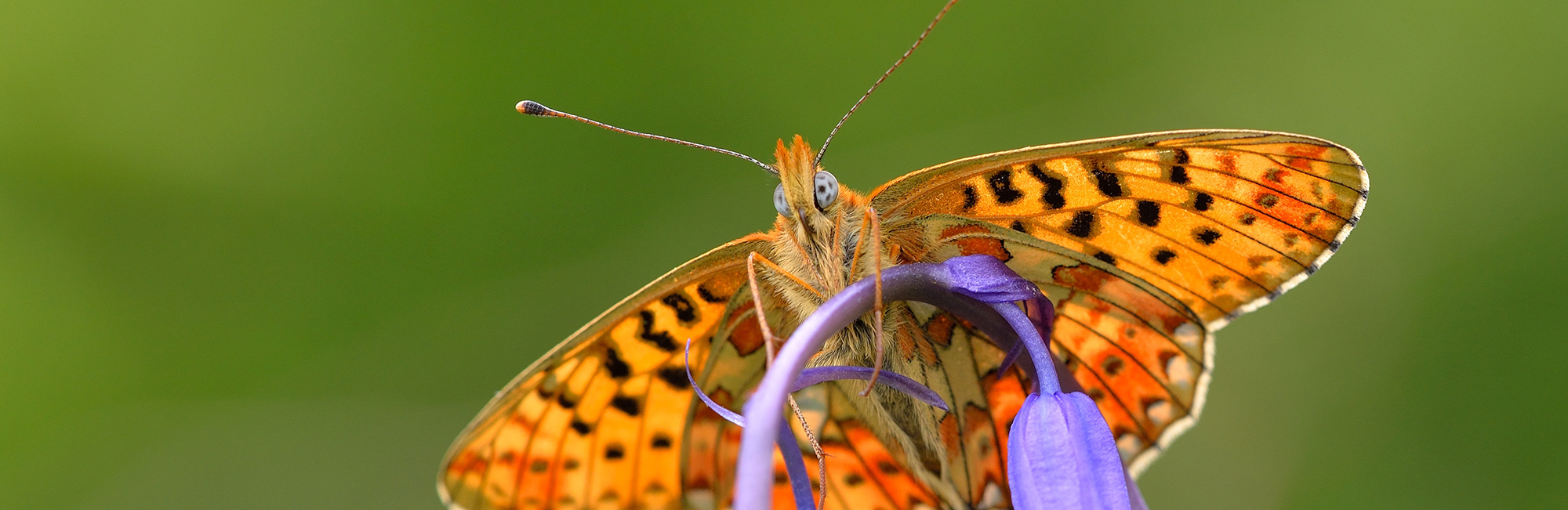 Fifty years of data reveal how citizen scientists can help direct conservation efforts