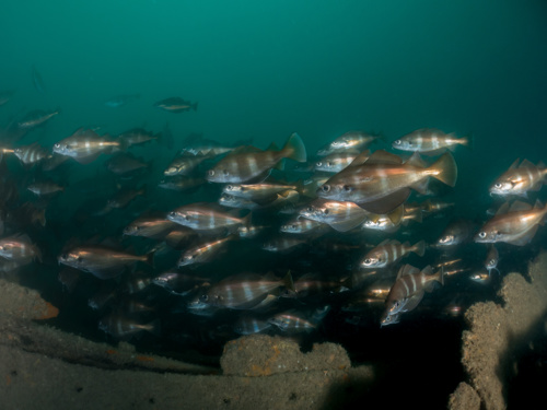 A shoal of Bib on the wreck of the Baygitano, Lyme Regis A Shallow Kelp Reef off Penzance © Samuel Matthews