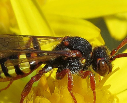 Latest pollinator report highlights the power of plants