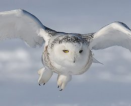 Soaring success for migratory birds