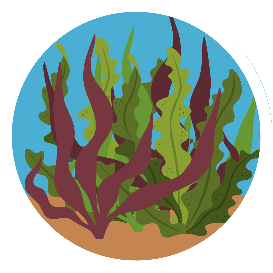 Kelp