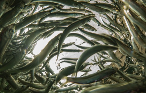 Baitfish in Plymouth Sound © Samuel Matthews