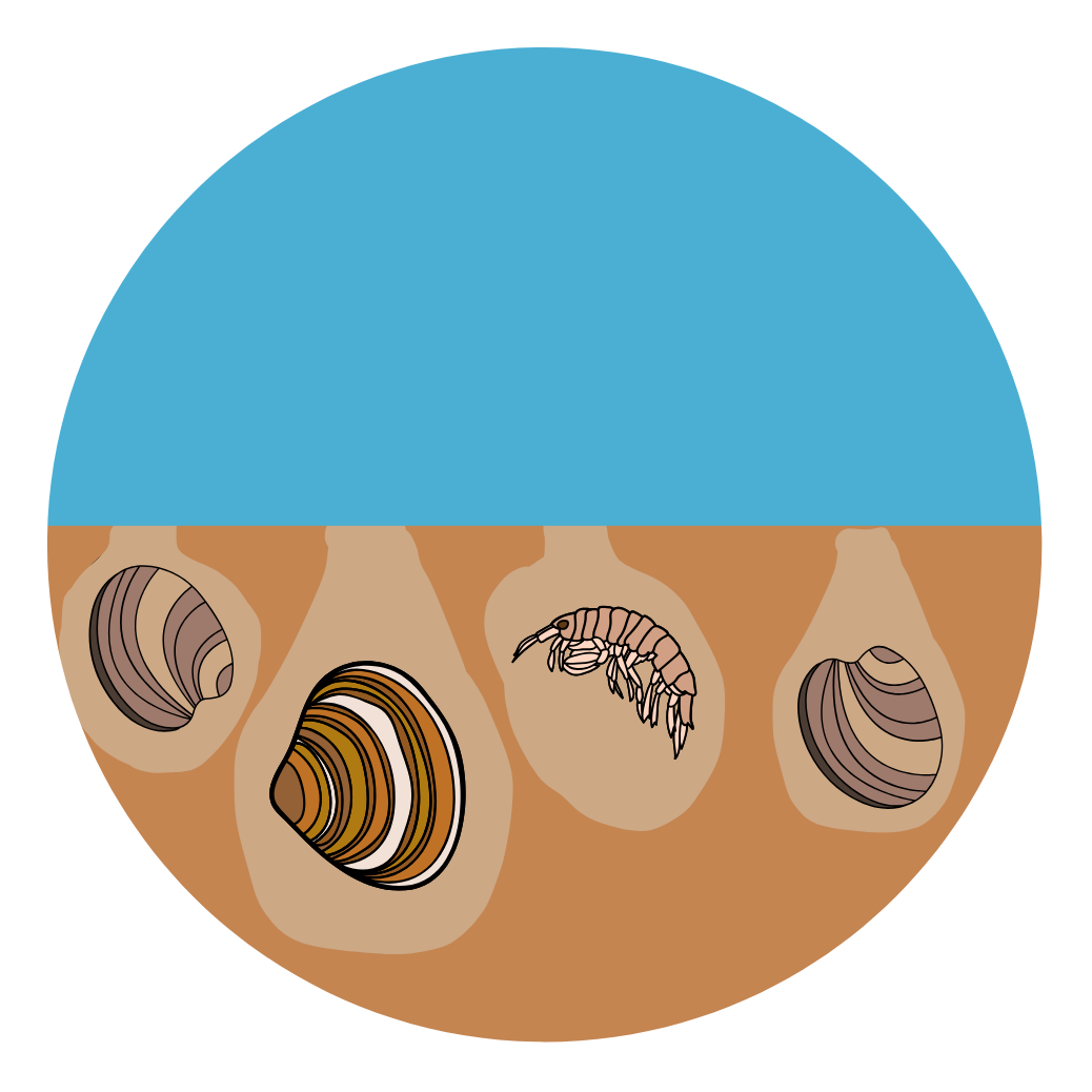 Sediment