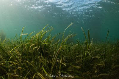 A Healthy Seagrass Bed ©Sam Matthews