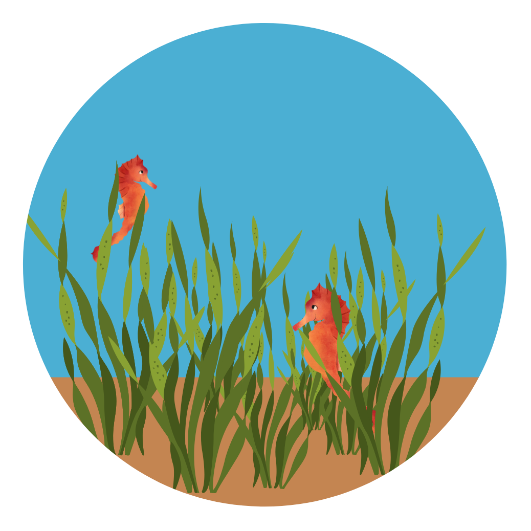 Seagrass