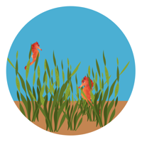 Seagrass