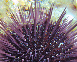 Purple Sea Urchin (Paracentrotus lividus) (c) Frédéric Ducarme (Wikimedia Commons)