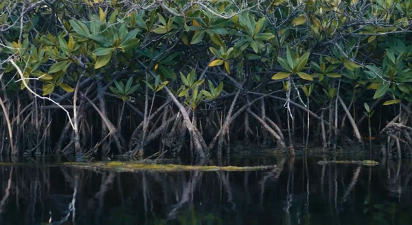 Mangroves in Cayman. Credit: Cayman DoE.